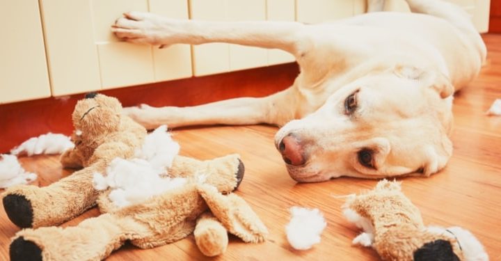 What to Consider When Buying Dog Toys