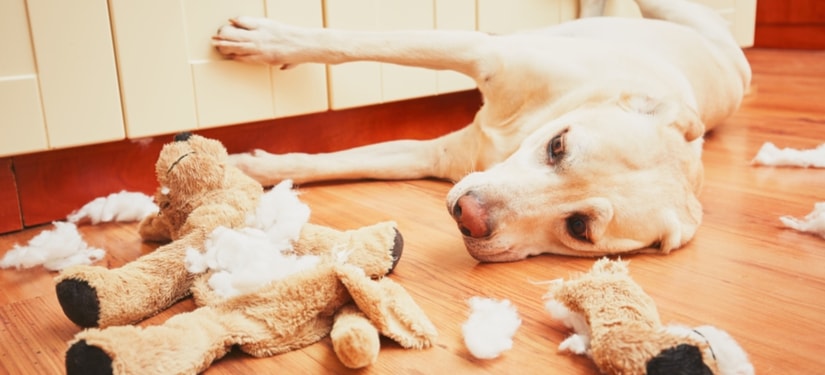 What to Consider When Buying Dog Toys