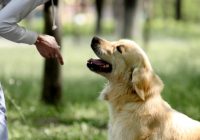The Best Time & Age to Train your Dog
