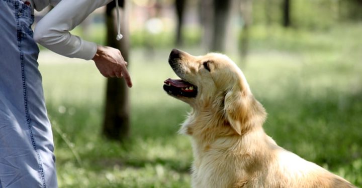 The Best Time & Age to Train your Dog