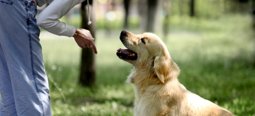 The Best Time & Age to Train your Dog
