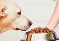 What to Check Before Buying that Dog Food