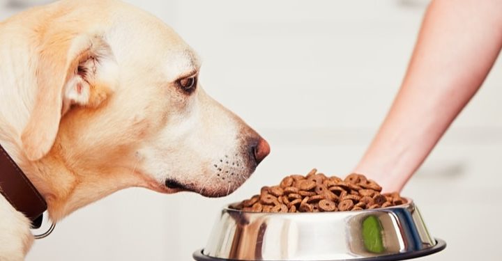 What to Check Before Buying that Dog Food