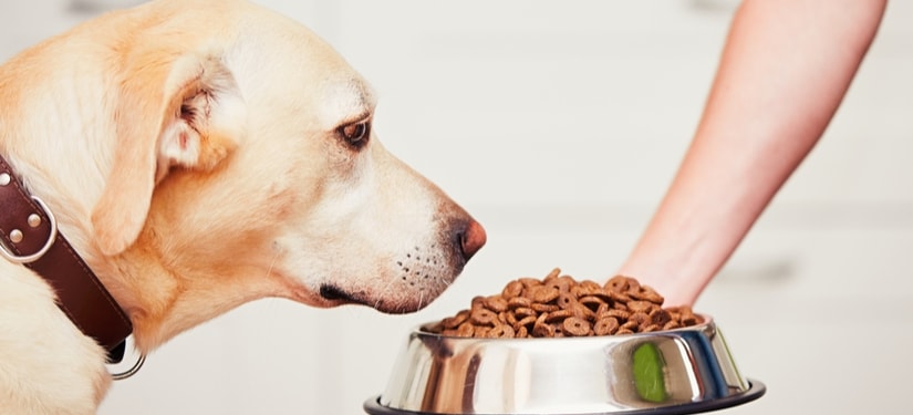 What to Check Before Buying that Dog Food