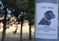 10 Things You Should Do If Your Pet Goes Missing