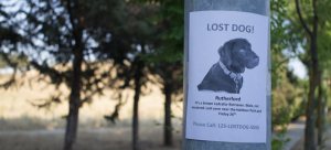 10 Things You Should Do Immediately If Your Pet Goes Missing