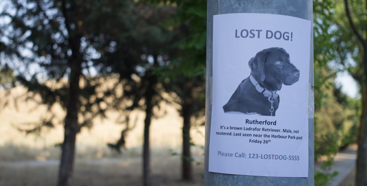 10 Things You Should Do If Your Pet Goes Missing