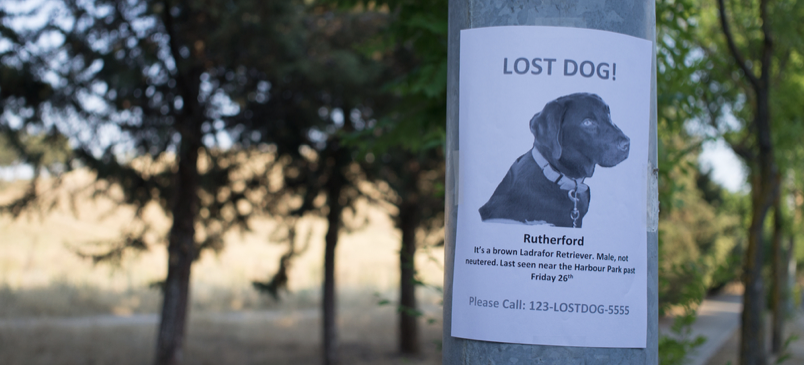 10 Things You Should Do If Your Pet Goes Missing