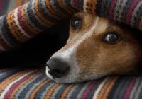 How to Tell if Your Dog is in Pain or Sick