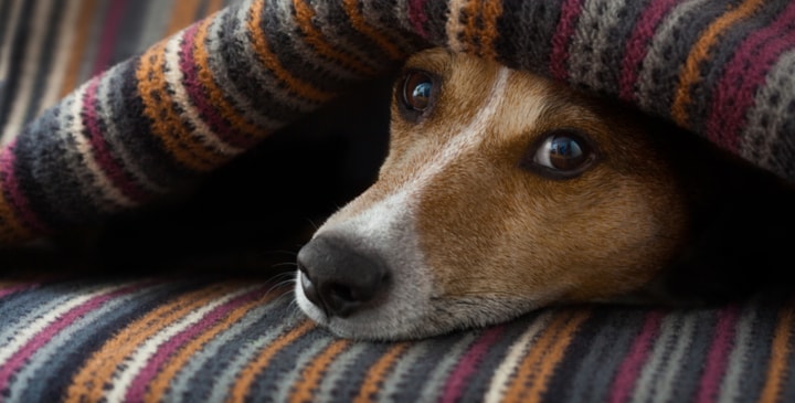 How to Tell if Your Dog is in Pain or Sick