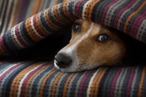 How to Tell if Your Dog is in Pain or Sick