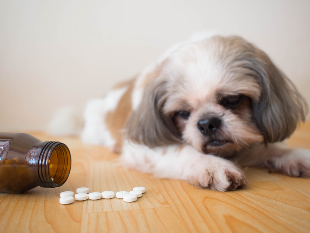 Dog Refusing to take supplements