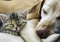 Puppy PurrPals: 10 Cat-Friendly Dog Breeds