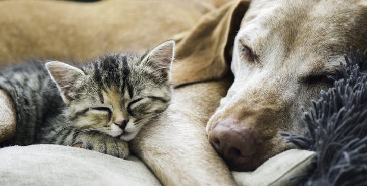Puppy PurrPals: 10 Cat-Friendly Dog Breeds
