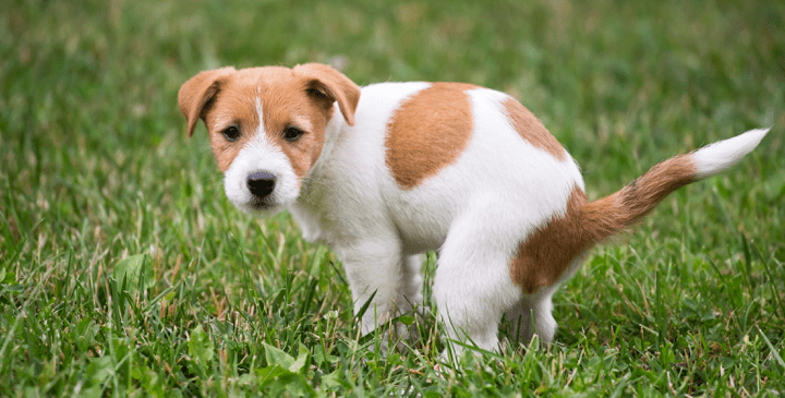 You Discovered Worms In Your Dog S Poop Puppy Smarts,Cardamom Spice