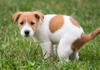 You Discovered Worms in Your Dog’s Poop – Now What?