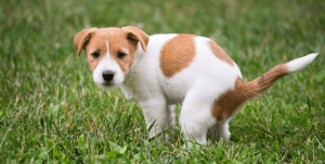 You Discovered Worms in Your Dog’s Poop