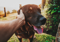 9 Tips for Bonding with your Rescue Dog