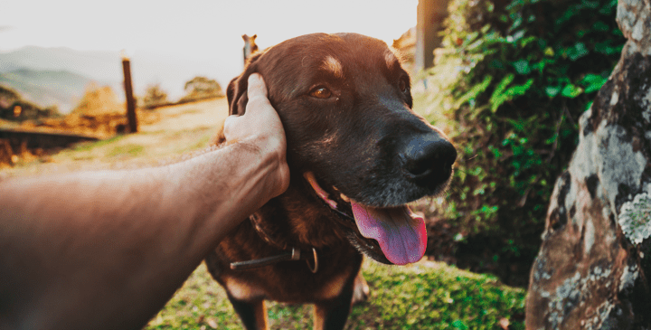 9 Tips for Bonding with your Rescue Dog