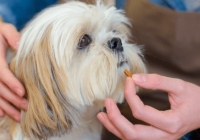 Does My Dog Need a Probiotic?