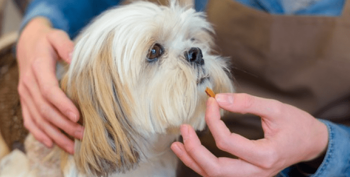 Does My Dog Need a Probiotic?