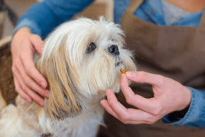 Does My Dog Need a Probiotic?