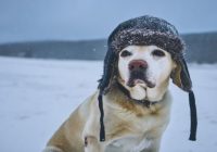 15 Ways to Protect Your Dog When It’s Cold Outside