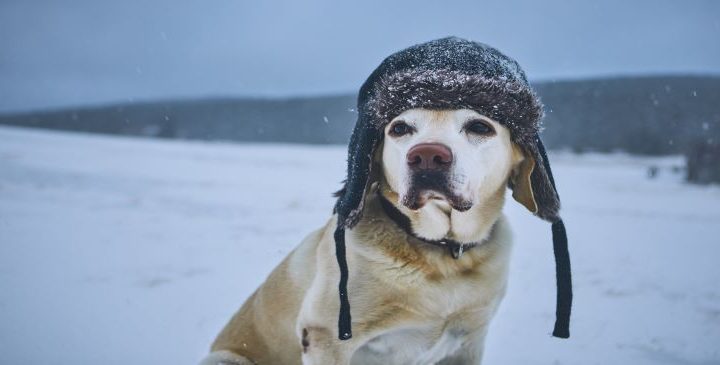 15 Ways to Protect Your Dog When It’s Cold Outside