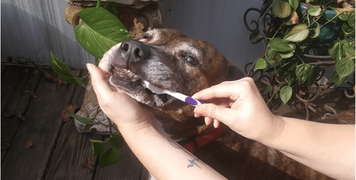 Tara getting her teeth brushed with PetSmile