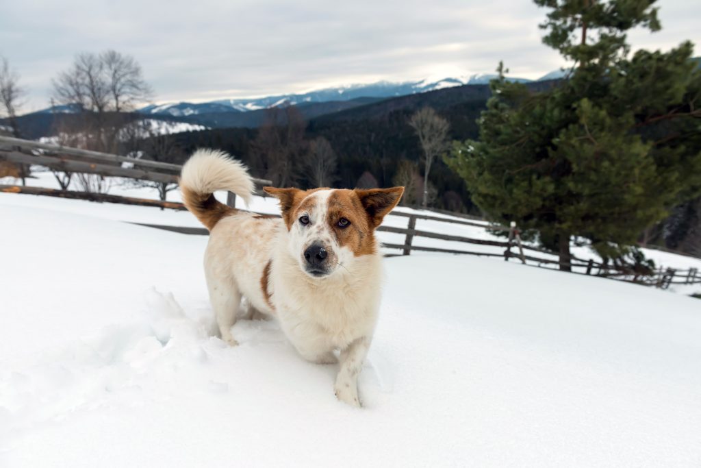 Protect your dog from frostbite and hypothermia in winter