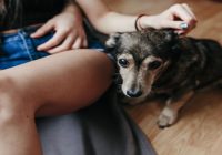 9 Natural Ways to Relieve Your Dog’s Arthritis