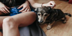9 Natural Ways to Relieve Your Dog's Arthritis