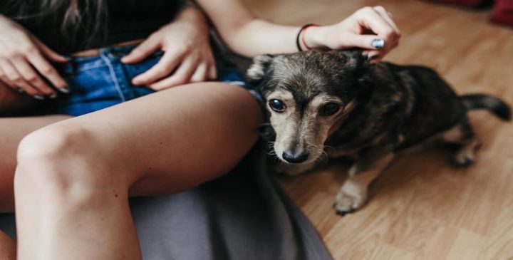 9 Natural Ways to Relieve Your Dog’s Arthritis