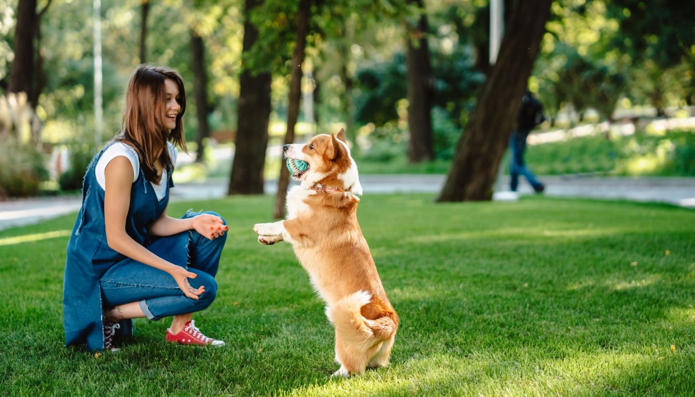 Provide your dog with mental stimulation and exercise
