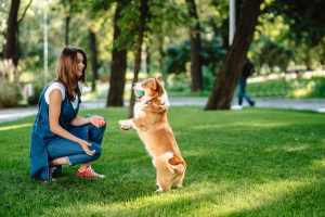 using a dog training app to teach new skills