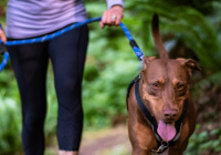 6 Compelling Reasons to Make Daily Dog Walks a Priority