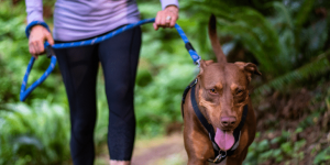 6 Compelling Reasons to Make Daily Dog Walks a Priority