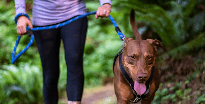 6 Compelling Reasons to Make Daily Dog Walks a Priority