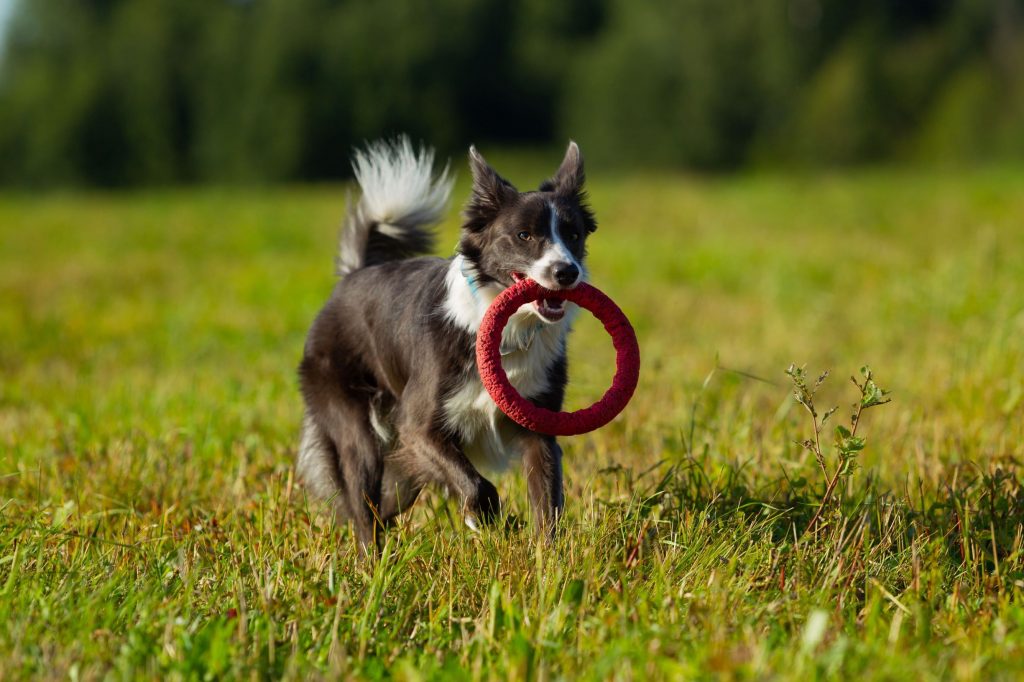 Border Collie | 12 Healthiest Dog Breeds