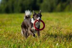 Border Collie | 12 Healthiest Dog Breeds