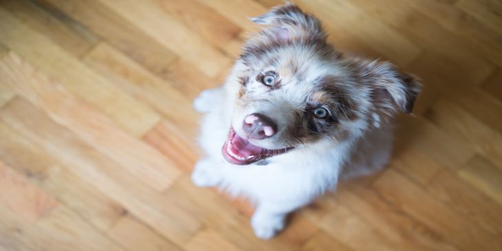 The 12 Healthiest Dog Breeds