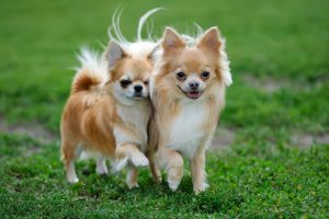 Chihuahua | 12 Healthiest Dog Breeds