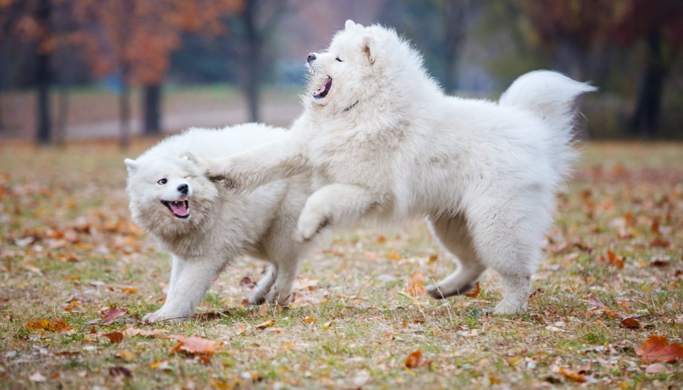 young-samoyed-dogs-playing-in-autumn-park-PLCBTKF