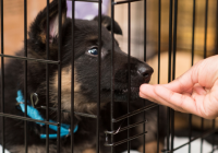 Help! My Puppy Hates the Crate!