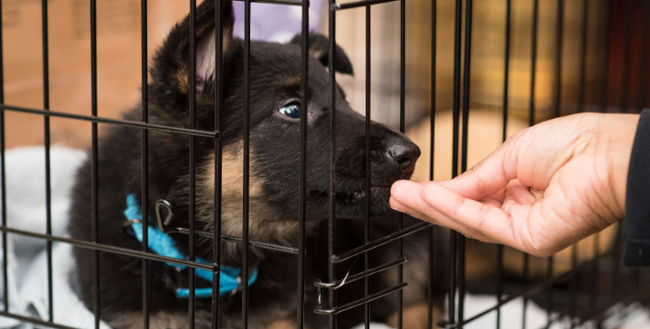 Help! My Puppy Hates the Crate!