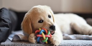 Use chew toys and treat puzzles to keep your puppy occupied while he gets used to his crate.