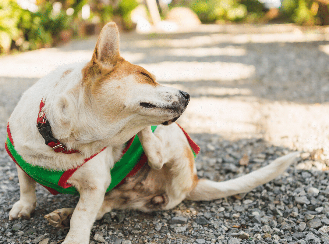 How You Can Help Your Dog With Seasonal Allergies At Home
