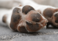How to Treat a Dog Paw Pad Injury