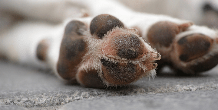 How to Treat a Dog Paw Pad Injury