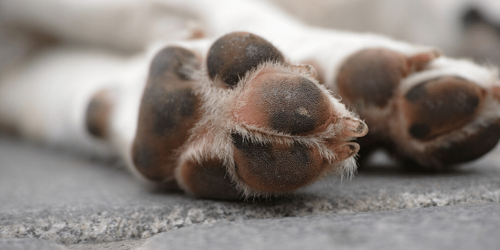 How to Treat a Dog Paw Pad Injury